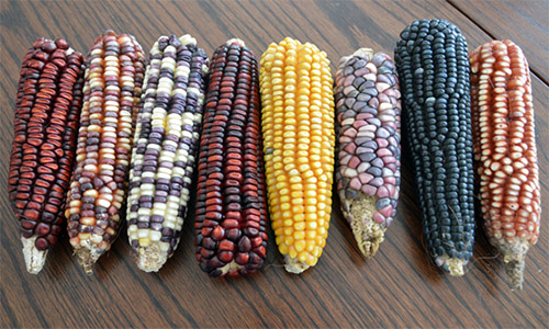 Syncretism corn