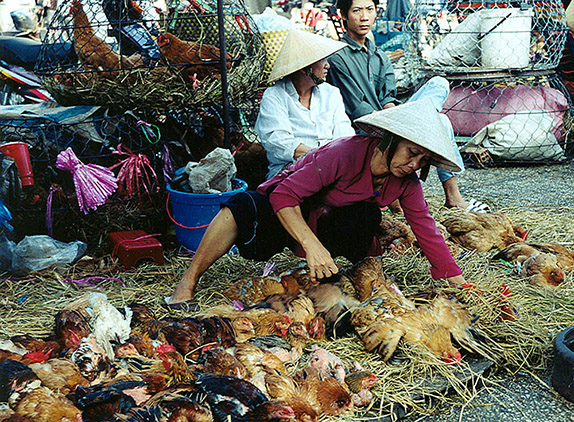 Fowl market